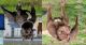 American Bully Puppies for sale in Charlestown, RI, USA. price: $1,000