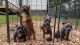 American Bully Puppies for sale in Raleigh, NC, USA. price: $3,000