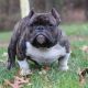 American Bully Puppies for sale in East Stroudsburg, PA 18301, USA. price: NA