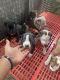 American Bully Puppies for sale in Bengaluru, Karnataka, India. price: 22000 INR