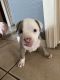 American Bully Puppies for sale in 9197 Lamar St, Spring Valley, CA 91977, USA. price: NA