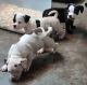 American Bully Puppies for sale in Mesquite, TX 75180, USA. price: NA