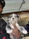American Bully Puppies for sale in Fairfield, CA, USA. price: $5,000