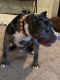 American Bully Puppies for sale in Redmond, WA, USA. price: $1,500