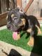 American Bully Puppies for sale in Oakland, CA 94605, USA. price: $2,000