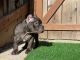 American Bully Puppies for sale in Oakland, CA 94605, USA. price: $2,000
