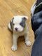 American Bully Puppies for sale in Grand Rapids, MI, USA. price: $2,000