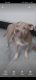 American Bully Puppies for sale in Krishna Nagar, New Delhi, Delhi 110051, India. price: 15000 INR