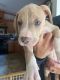 American Bully Puppies for sale in 155049 County Hwy C, Mosinee, WI 54455, USA. price: NA