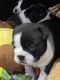 American Bully Puppies for sale in Lakewood, CA 90715, USA. price: $2,500