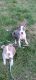 American Bully Puppies for sale in Burnsville, MN, USA. price: NA