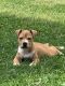 American Bully Puppies for sale in Fort Wayne, IN, USA. price: $1,000