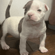 American Bully Puppies for sale in West Palm Beach, FL, USA. price: $2,500