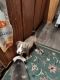 American Bully Puppies for sale in Flagstaff, AZ, USA. price: NA