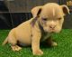 American Bully Puppies for sale in New Orleans, LA, USA. price: NA