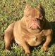 American Bully Puppies for sale in New Orleans, LA, USA. price: NA