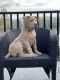 American Bully Puppies for sale in Langley, BC, Canada. price: NA