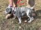 American Bully Puppies for sale in Canton, GA, USA. price: NA