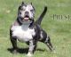 American Bully Puppies for sale in Cleveland Heights, OH, USA. price: NA