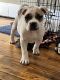 American Bully Puppies for sale in Cleveland Heights, OH, USA. price: NA