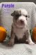 American Bully Puppies for sale in Bunker Hill, WV 25413, USA. price: NA