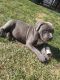 American Bully Puppies for sale in Round Lake Beach, IL, USA. price: $400