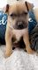 American Bully Puppies for sale in Clearwater, FL, USA. price: $400