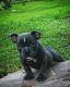 American Bully Puppies for sale in Palm Bay, FL, USA. price: NA