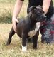 American Bully Puppies for sale in Asheboro, NC, USA. price: NA
