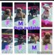 American Bully Puppies for sale in Cutchogue, NY, USA. price: NA