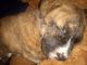 American Bully Puppies for sale in St. Petersburg, FL, USA. price: $650
