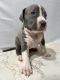American Bully Puppies for sale in Pearland, TX, USA. price: NA