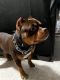 American Bully Puppies for sale in Portland, OR, USA. price: $2,000