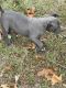 American Bully Puppies for sale in Cave City, AR 72521, USA. price: $700