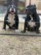 American Bully Puppies for sale in Rancho Cordova, CA, USA. price: NA
