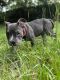 American Bully Puppies for sale in 2015 24th Ave W, Bradenton, FL 34205, USA. price: NA