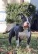 American Bully Puppies for sale in Palm Coast, FL, USA. price: NA