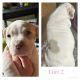 American Bully Puppies for sale in Riverview, MI, USA. price: NA