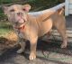 American Bully Puppies for sale in Salisbury Mills, NY 12577, USA. price: NA