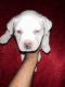 American Bully Puppies for sale in Brooklyn, NY 11216, USA. price: $800