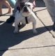 American Bully Puppies for sale in Sacramento, CA 95815, USA. price: NA