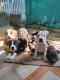 American Bully Puppies for sale in Kanke, Jharkhand 834006, India. price: 50000 INR