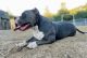 American Bully Puppies for sale in Medford, OR, USA. price: NA