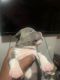 American Bully Puppies for sale in Sayreville, NJ, USA. price: NA