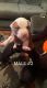 American Bully Puppies for sale in Rockford, IL 61104, USA. price: $500