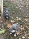American Bully Puppies for sale in Cave City, AR 72521, USA. price: $600