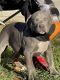 American Bully Puppies for sale in Coweta, OK, USA. price: $12
