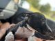 American Bully Puppies for sale in Fort Myers, FL, USA. price: $150