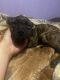 American Bully Puppies for sale in Sycamore, IL, USA. price: $300