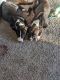 American Bully Puppies for sale in Pittsburgh, PA, USA. price: $300